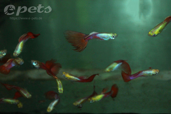 Guppy red tail gold head male / Guppy männl. rot goldkopf
