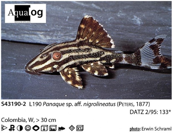 L 190 Panague nigrolineatus gold Goldlinien Royal Pleco