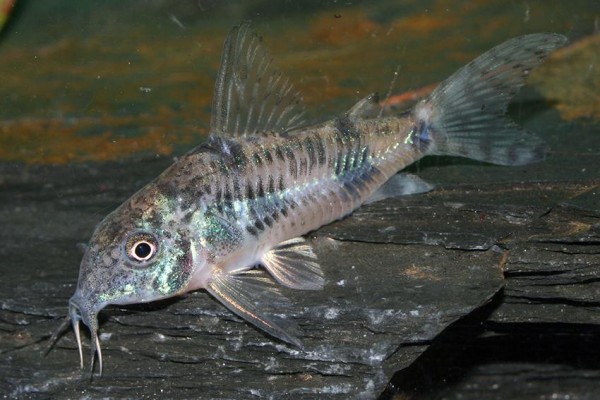 Corydoras paleatus Marmorierter Panzerwels