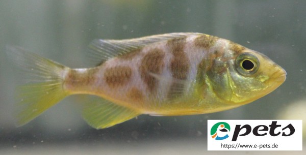 Nimbochromis / Haplochromis venustus / Pfauenmaulbrüter