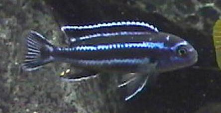 Pseudotropheus cyaneorhabdos Melanochromis maingano