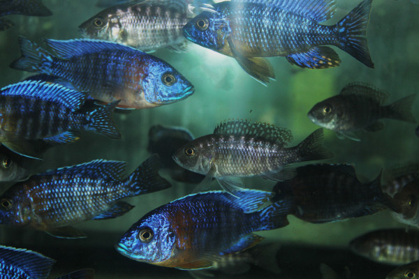 Aulonocara sp.nyassae Kaiserbuntbarsch blau