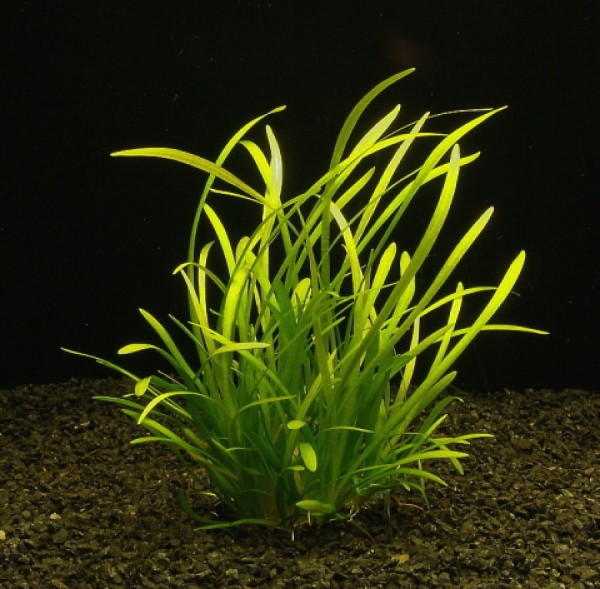 Sagittaria subulata Aquariumpflanze