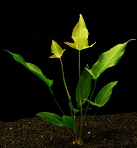 Anubias gigantea / Aquariumpflanze