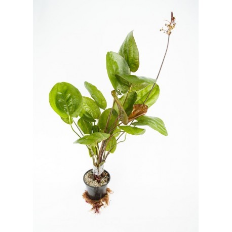 Pflanzenkollektion Echinodorus Mutterpflanze MIX (3 St.)