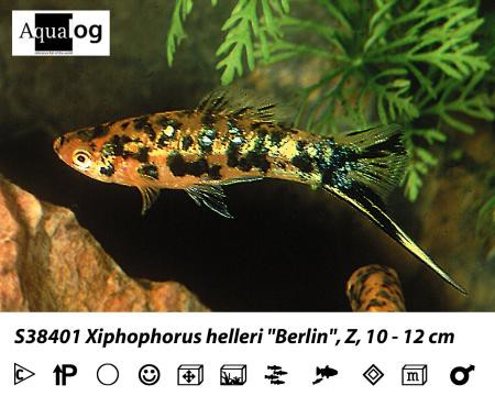Xiphophorus helleri Berlin Berliner Schwertträger