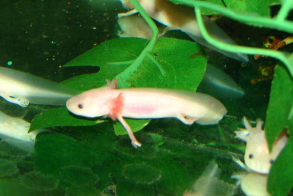 Rippenmolch GOLD schwarze Augen / Ambystoma mexicanum axolotl GOLD /