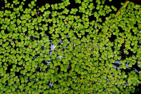 Lemna minor / Aquariumpflanze