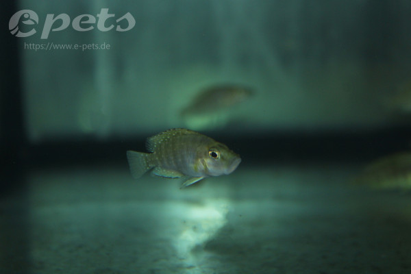 Lamprologus compressic.goldkopf Nanderbuntbarsch Goldkopf