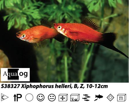 Xiphophorus helleri red Wg Schwertträger rot wagteil