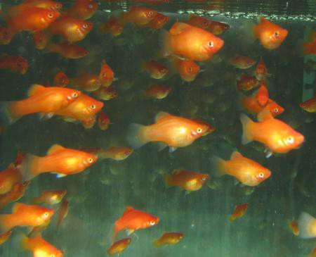 Xiphop.maculatus coral / Platy rot coral