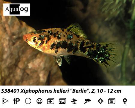 Xiphophorus helleri Berlin / Schwertträger Berlin