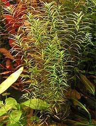 Ludwigia mix / Aquariumpflanze