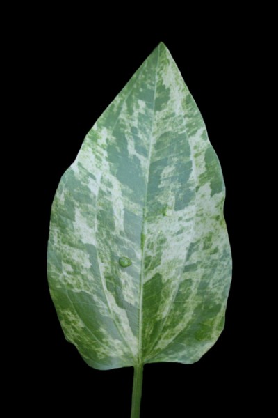 Echinodorus marble QUEEN / Aquariumpflanze