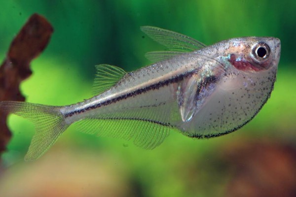 Carnegiella myersi / Glasbeilbauchfisch
