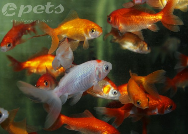 Caras.auratus schleier WAKIN