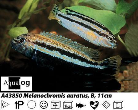 Melanochromis auratus Turkisgoldbarsch