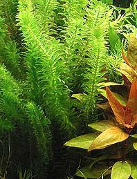 Egeria densa / Aquariumpflanze