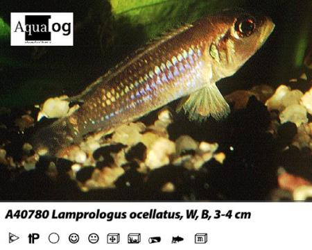 Lamprologus ocellatus