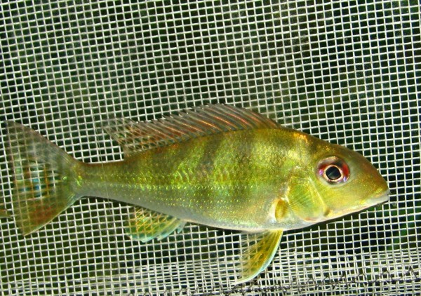Gymnogeophagus surinamensis / Surinam-Perlfisch