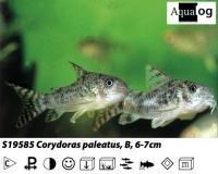 Corydoras paleatus Marmorierter Panzerwels