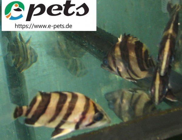 Coius / Datnioides / Microlepis / Tigerbarsch