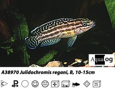 Julidochromis regani / Vierstreifen-Schlankcichlide