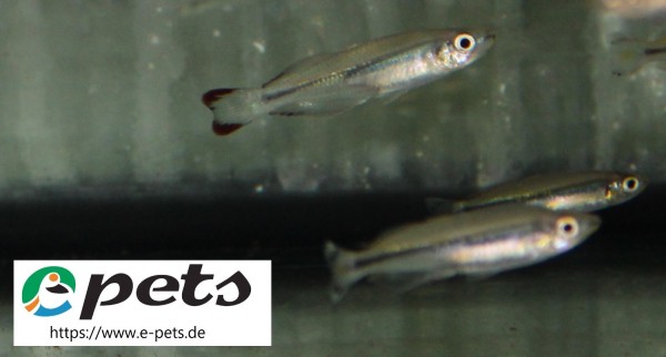 Bedotia geayi Madagaskar-Ährenfisch