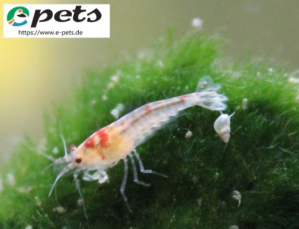 Caridina sp. Mosura cristal shrimp Mosuragarnele