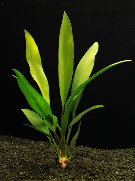 Anubias congensis Aquariumpflanze