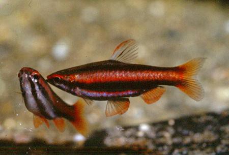 Nannostomus sp. Red I(Mortenthaleri) / Ziersalmler sp. Rot I
