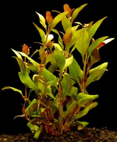 Alternanthera reineckii / Aquariumpflanze