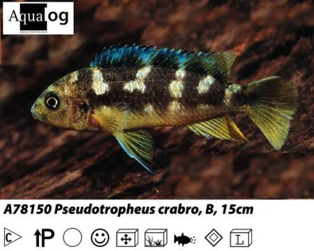 Pseudotropheus crabro / Chameleobuntbarsch