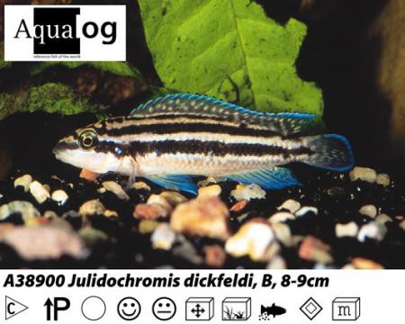 Julidochromis dickfeldi / Dickfelds Schlankcichlide