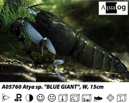 Atyopsis sp. *Cameroon* / Blaue Kamerun-Garnele
