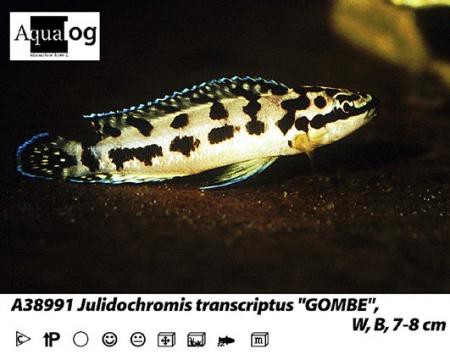 Julidochromis transcriptus Gombi / Schwarzweißer Schlankcichlide