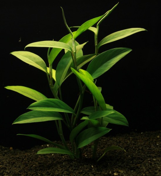 Epipremnum pulchrum Terrarienpflanze