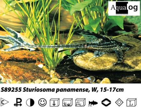 Sturisoma panamense / Panama Bartwels