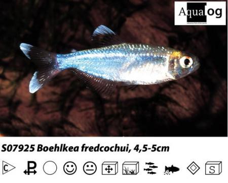 Boehlkea fredcochui / Blauer Perusalmler