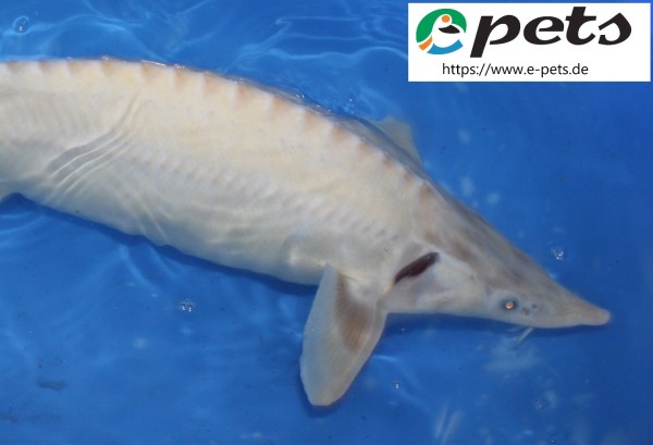 Acipenser ruthenus albino Albino Stor Sterlet