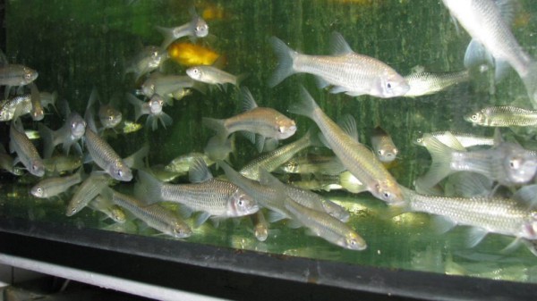 Futterfische / lebende gemischte Fische zur Fütterung Ihrer Raubfische oder anderer Raubtiere