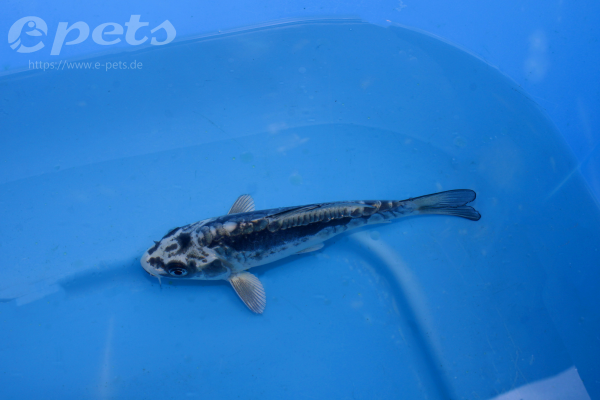 Tosai Mix:Hariwake,Yamato,Yamabuki,Kawari-Copy