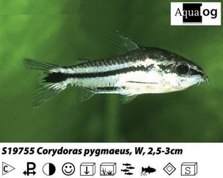 Corydoras pygmaeus / Zwergpanzerwels