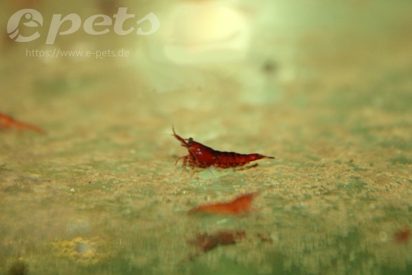 Clithon sp.souleyetana'BEE FORM' Rennschnecke mit Geweih gestreift