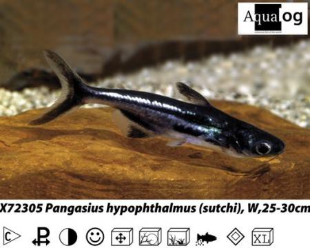 Pangasius sutchi / Haiwels
