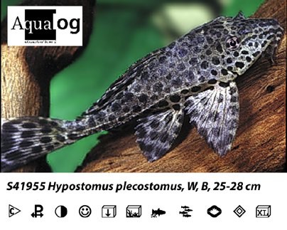 Hypostomus plecostomus / Saugmaulwels