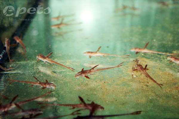 Rineloricaria sp. Rot gemustert