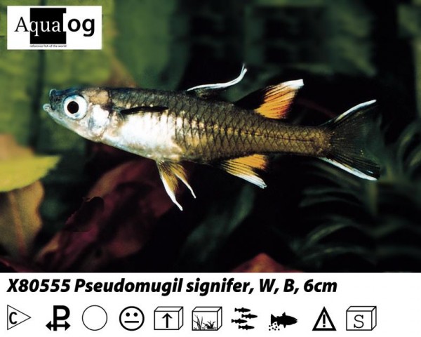 Pseudomugil signifer Schmetterlingsährenfisch