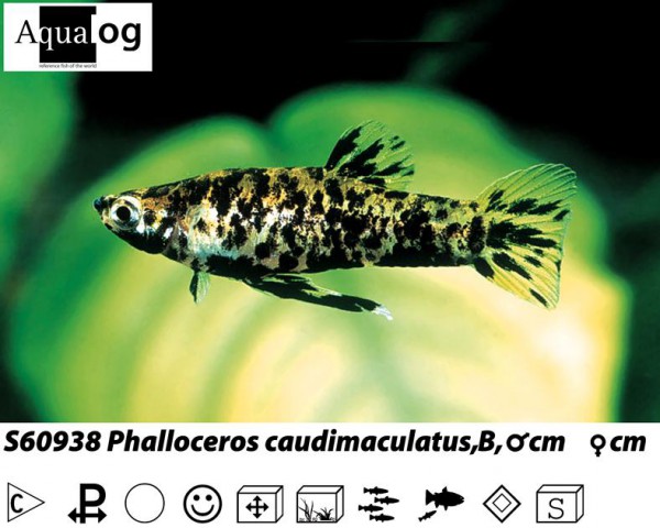 Phalloceros caudomaculatus reticulatus / Gefleckter Kaudi rot