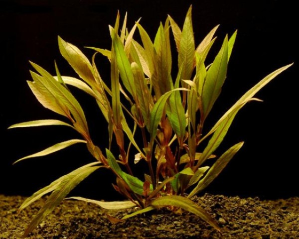 Hygrophila angustifolia Aquariumpflanze